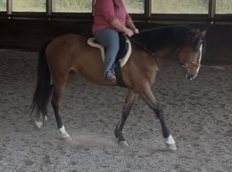 HorseID: 2316062 Snickers - PhotoID: 1102455