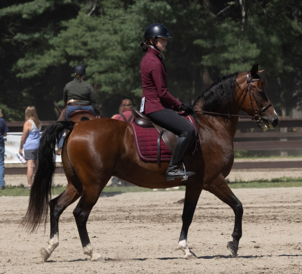 HorseID: 2316068 Lonergan Lady Mystique - PhotoID: 1102456