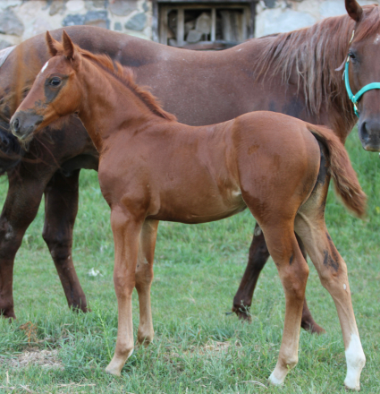 HorseID: 2316071 Dont Stopp The Kitty - PhotoID: 1102458