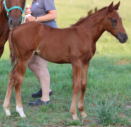 HorseID: 2316071 Dont Stopp The Kitty - PhotoID: 1102459