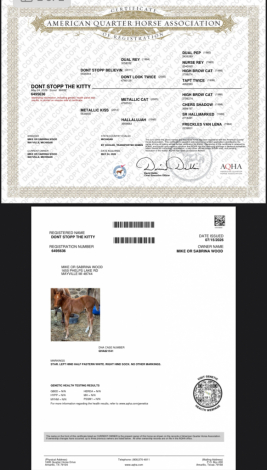 HorseID: 2316071 Dont Stopp The Kitty - PhotoID: 1102460