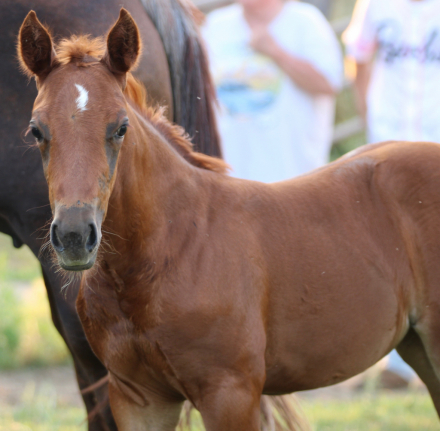 HorseID: 2316071 Dont Stopp The Kitty - PhotoID: 1102461