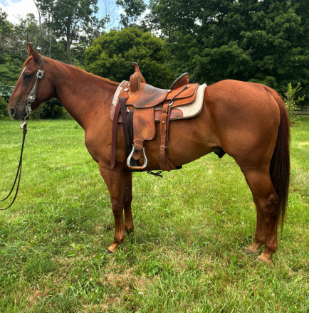 HorseID: 2316076 Charlie - PhotoID: 1102464