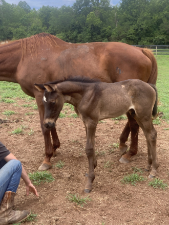 HorseID: 2316077 2026 WB Foals - PhotoID: 1102466