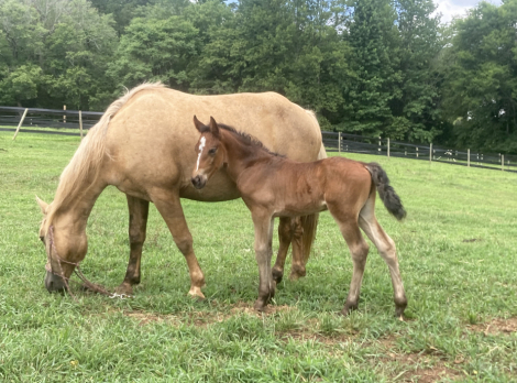 HorseID: 2316077 2026 WB Foals - PhotoID: 1102467