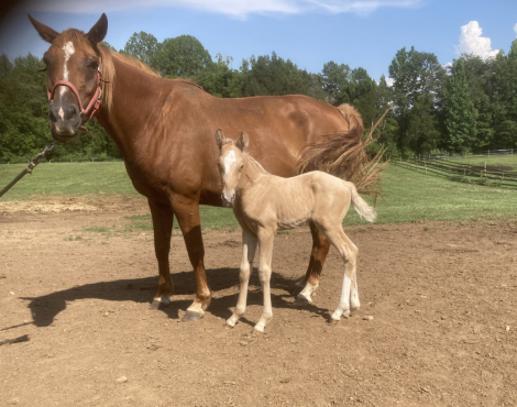 HorseID: 2316077 2026 WB Foals - PhotoID: 1102468