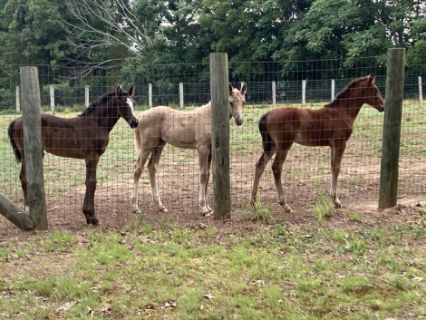 HorseID: 2316077 2026 WB Foals - PhotoID: 1102469