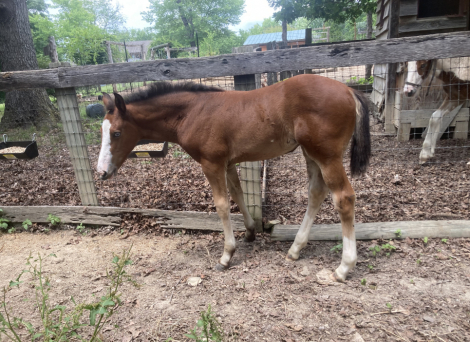 HorseID: 2316077 2026 WB Foals - PhotoID: 1102470