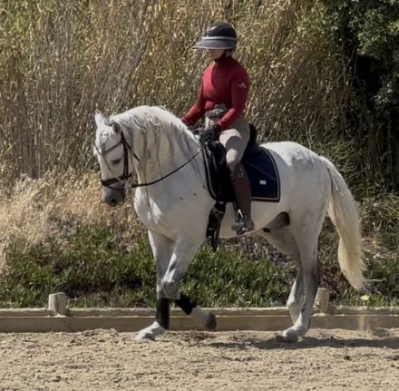 HorseID: 2316078 Simpatico - PhotoID: 1102324
