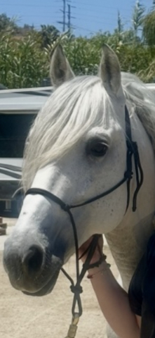 HorseID: 2316078 Simpatico - PhotoID: 1102326