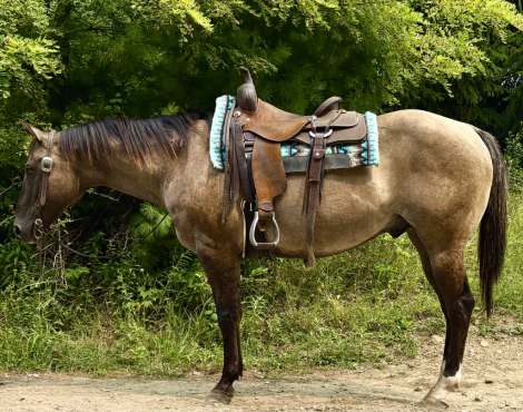 HorseID: 2316080 Roscoe - PhotoID: 1102471