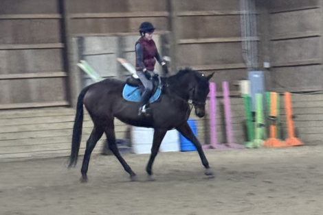 HorseID: 2316087 Inside Girl - PhotoID: 1102498