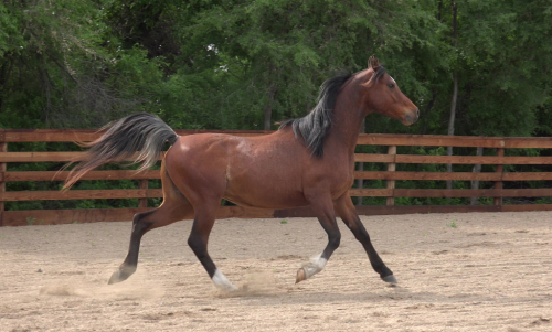 HorseID: 2316091 Daggers FyrBolt - PhotoID: 1102506