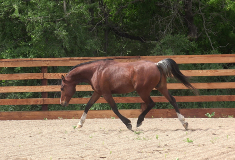 HorseID: 2316091 Daggers FyrBolt - PhotoID: 1102507