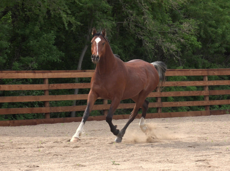 HorseID: 2316091 Daggers FyrBolt - PhotoID: 1102508