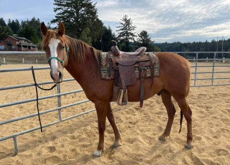 HorseID: 2316098 Ray - PhotoID: 1102510