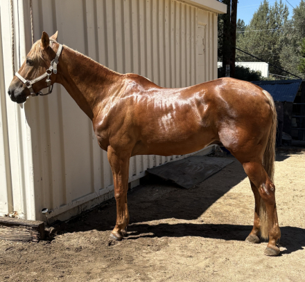 HorseID: 2316100 R Golden Amigo - PhotoID: 1102515