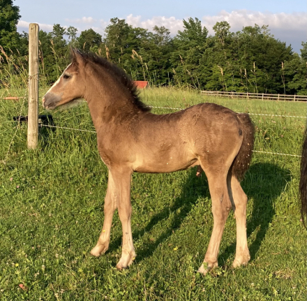 HorseID: 2316101 CAVU Arvid - PhotoID: 1102511