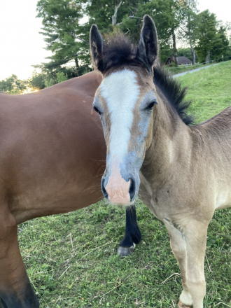 HorseID: 2316101 CAVU Arvid - PhotoID: 1102512