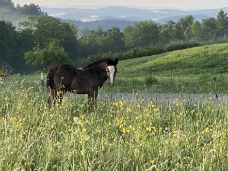 HorseID: 2316101 CAVU Arvid - PhotoID: 1102513