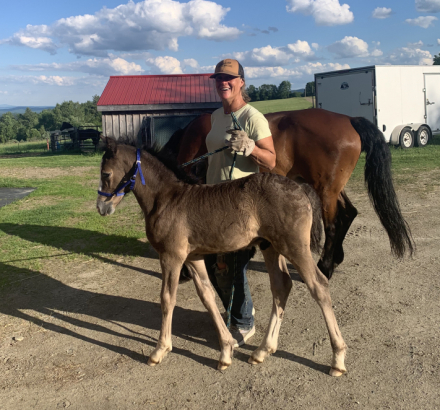 HorseID: 2316101 CAVU Arvid - PhotoID: 1102514