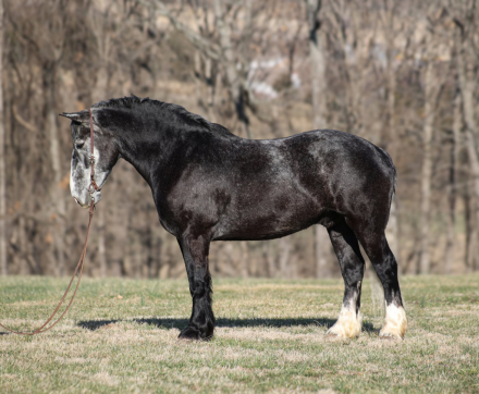 HorseID: 2316102 Nox - PhotoID: 1103174