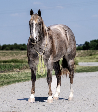 HorseID: 2316106 SMOOTH PEPPERS CAT - PhotoID: 1102517