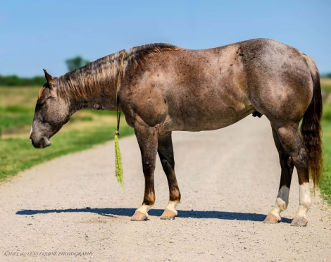 HorseID: 2316106 SMOOTH PEPPERS CAT - PhotoID: 1102518