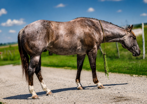HorseID: 2316106 SMOOTH PEPPERS CAT - PhotoID: 1102520