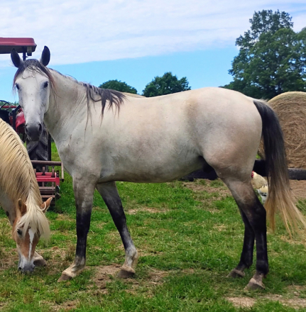 HorseID: 2316113 GHRs Juan Domingo Valentin a Dios La Gloria - PhotoID: 1102522