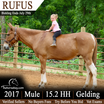 HorseID: 2316114 Rufus - PhotoID: 1102523