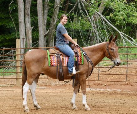 HorseID: 2316114 Rufus - PhotoID: 1102524