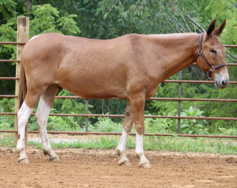 HorseID: 2316114 Rufus - PhotoID: 1102525