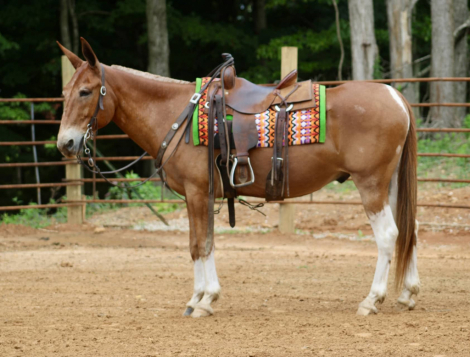 HorseID: 2316114 Rufus - PhotoID: 1102526