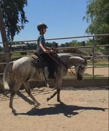HorseID: 2316117 Steel my heart - PhotoID: 1102529