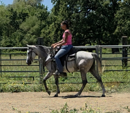 HorseID: 2316117 Steel my heart - PhotoID: 1102530