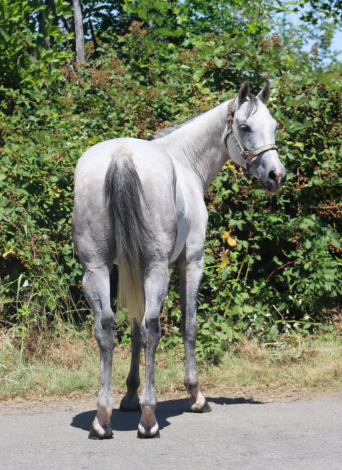 HorseID: 2316117 Steel my heart - PhotoID: 1102531
