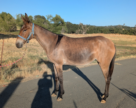 HorseID: 2316121 All Out Of Tricks - PhotoID: 1102472