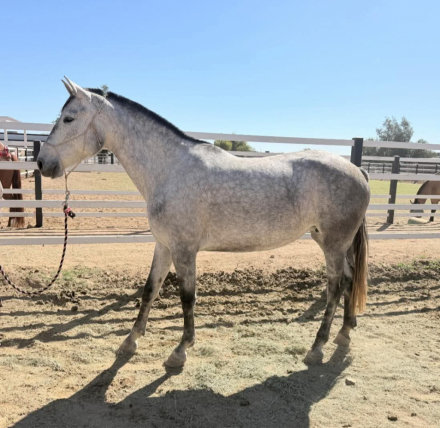 HorseID: 2316122 ATENEA DE ROJAS II - PhotoID: 1102632