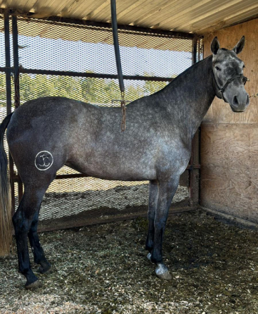 HorseID: 2316122 ATENEA DE ROJAS II - PhotoID: 1102633