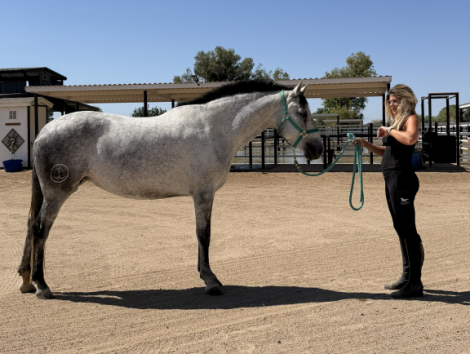 HorseID: 2316122 ATENEA DE ROJAS II - PhotoID: 1102749