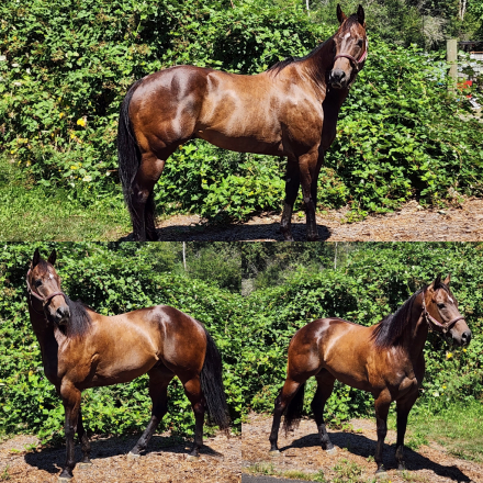 HorseID: 2316126 Nino - PhotoID: 1102537