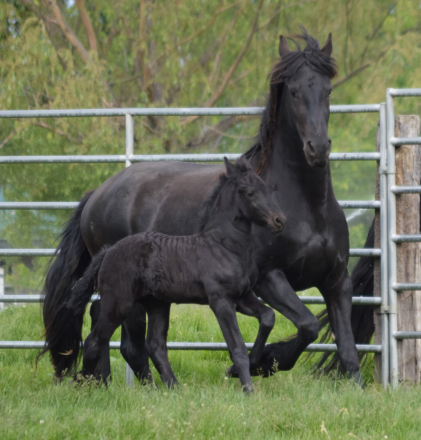 HorseID: 2316128 Julie - PhotoID: 1102538