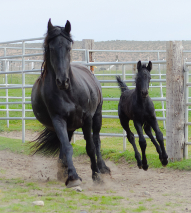 HorseID: 2316128 Julie - PhotoID: 1102539