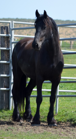 HorseID: 2316128 Julie - PhotoID: 1102540