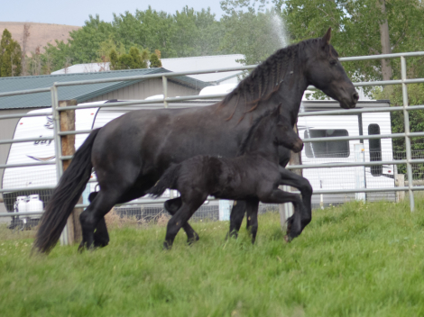 HorseID: 2316128 Julie - PhotoID: 1102541