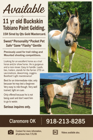 HorseID: 2316129 Smarty - PhotoID: 1102542