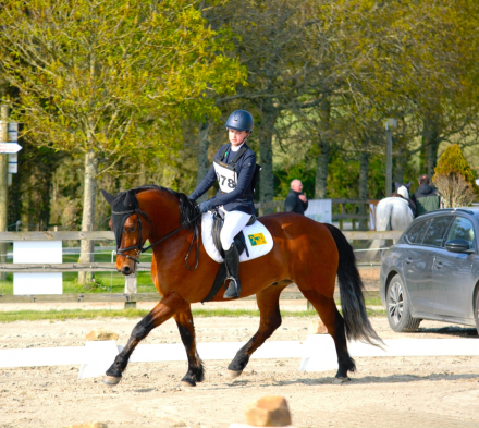 HorseID: 2316133 Farmhill Bucko - PhotoID: 1102546