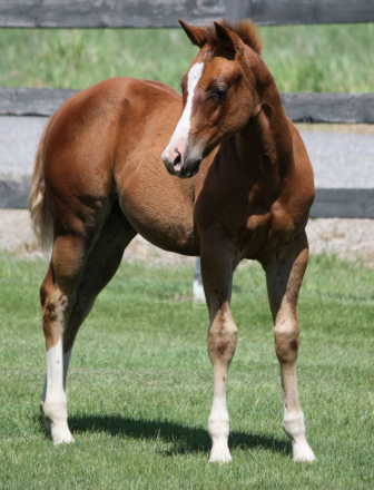 HorseID: 2316146 NAME PENDING - PhotoID: 1102548