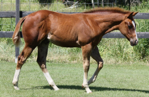 HorseID: 2316146 NAME PENDING - PhotoID: 1102549